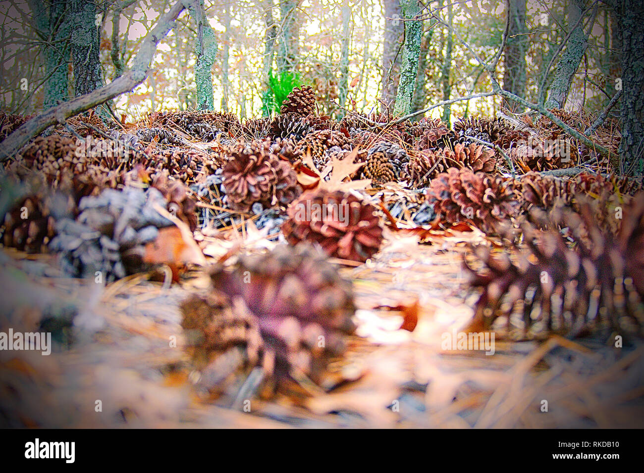 Close-up of many pinecones on the forest floor with beautiful colors and a barely visible structure in the background. Stock Photo