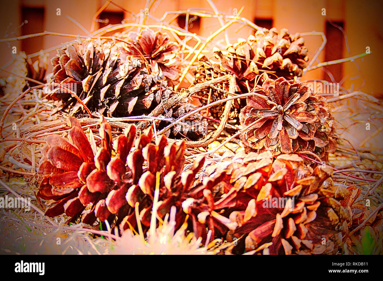 Close-up of several pinecones on the ground entangled in vines. Stock Photo