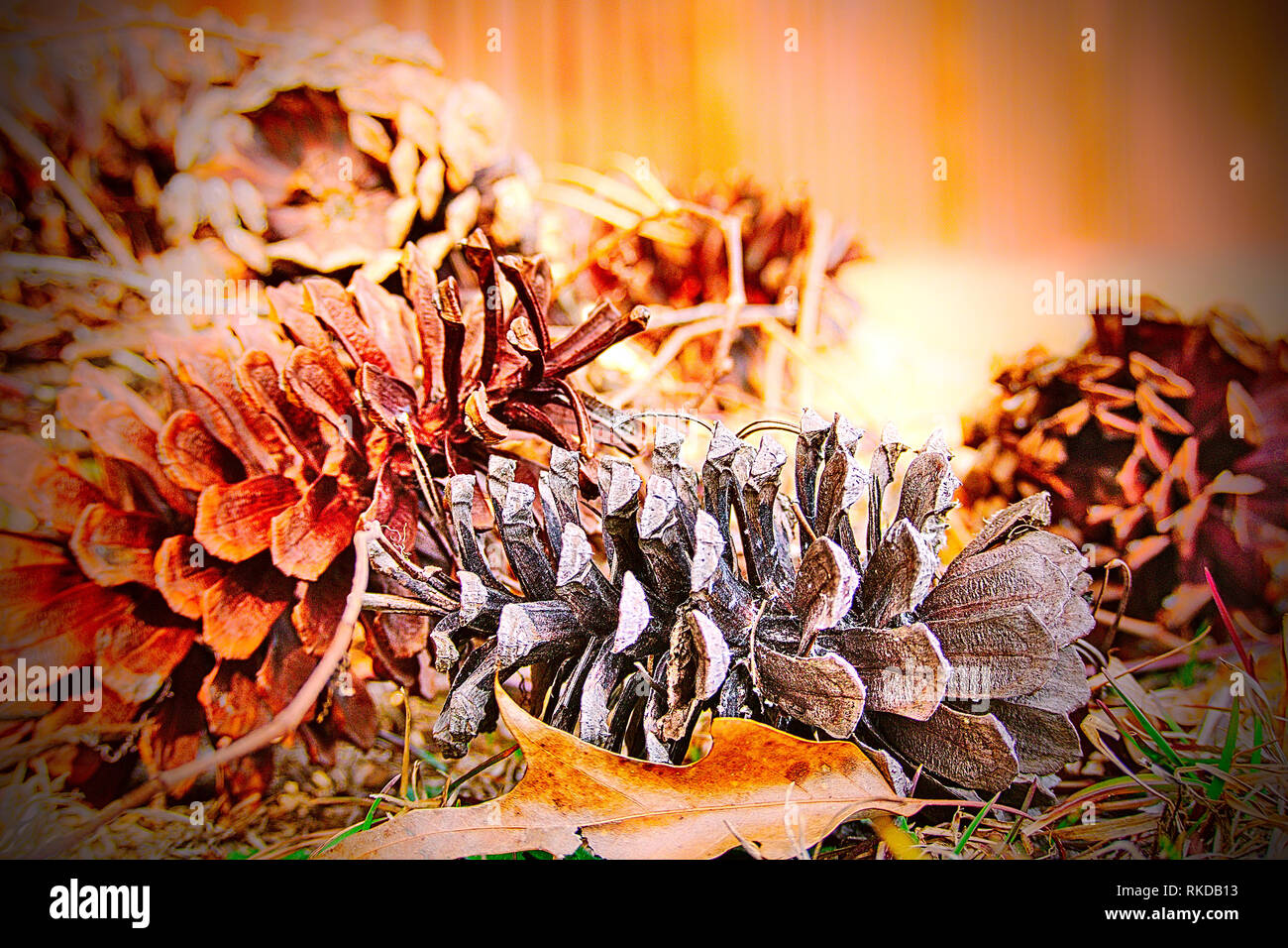 Close-up of several pinecones on the ground entangled in vines with the focus on two pinecones. Stock Photo