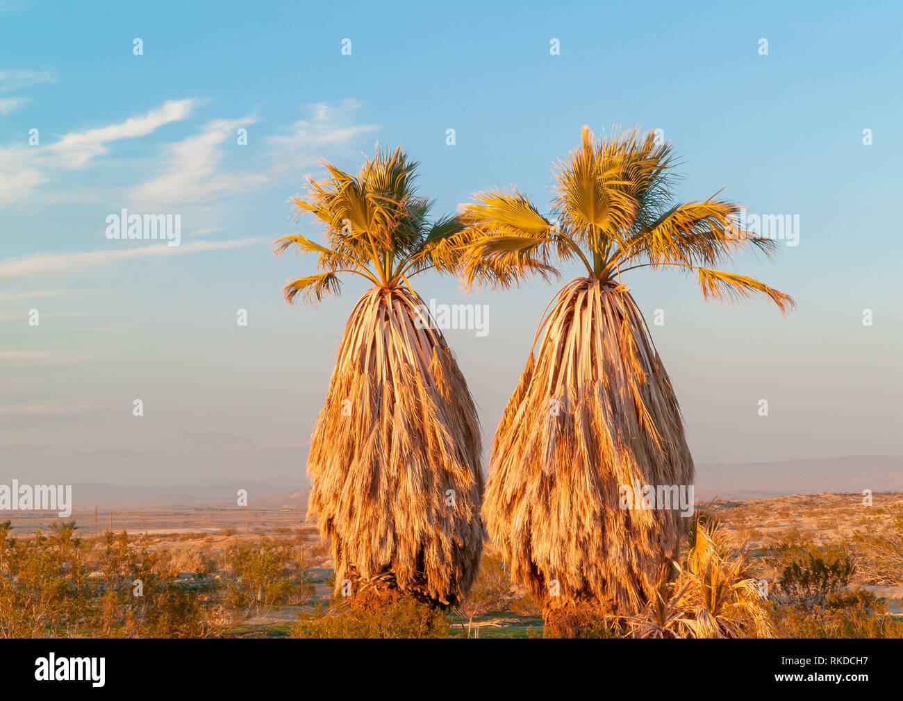 Palm trees in the California desert at sunrise. Stock Photo