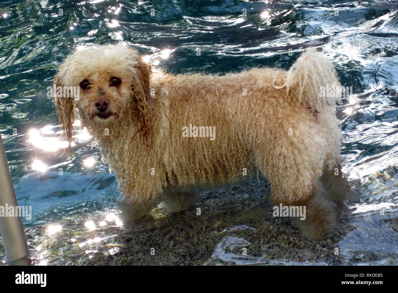 A white poodle plays in a pool. Stock Photo