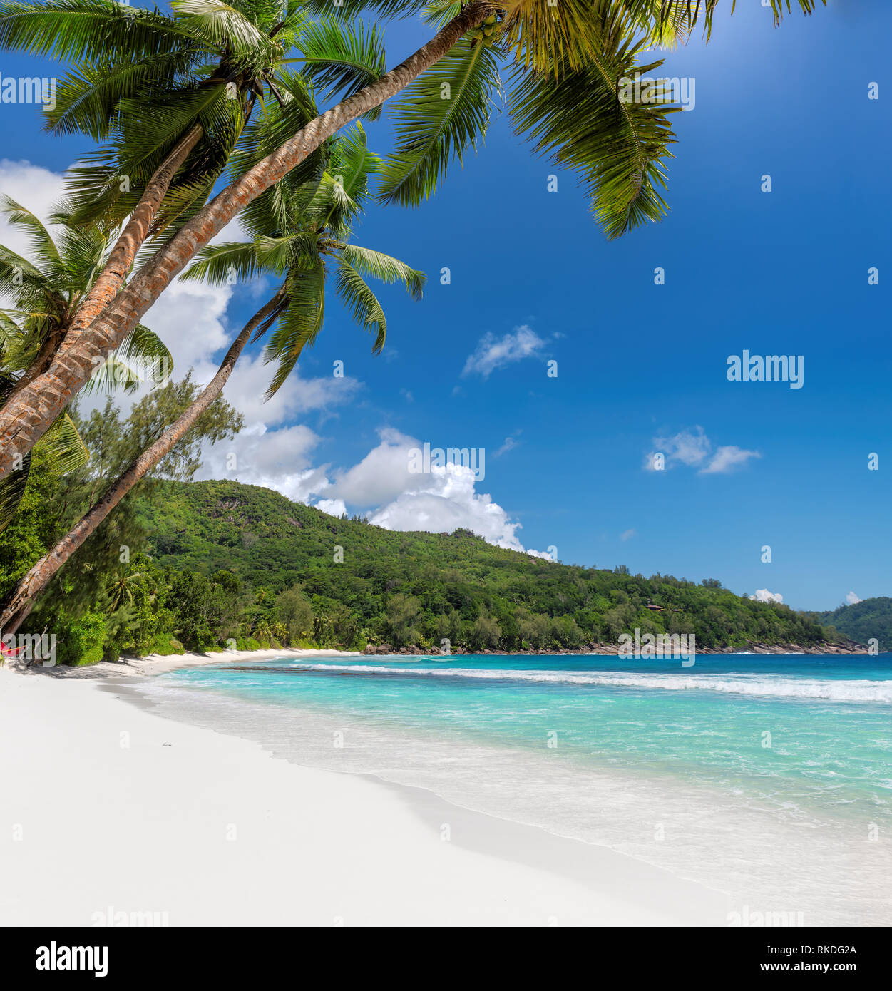 Untouched exotic beach with white sand and palms around. Stock Photo