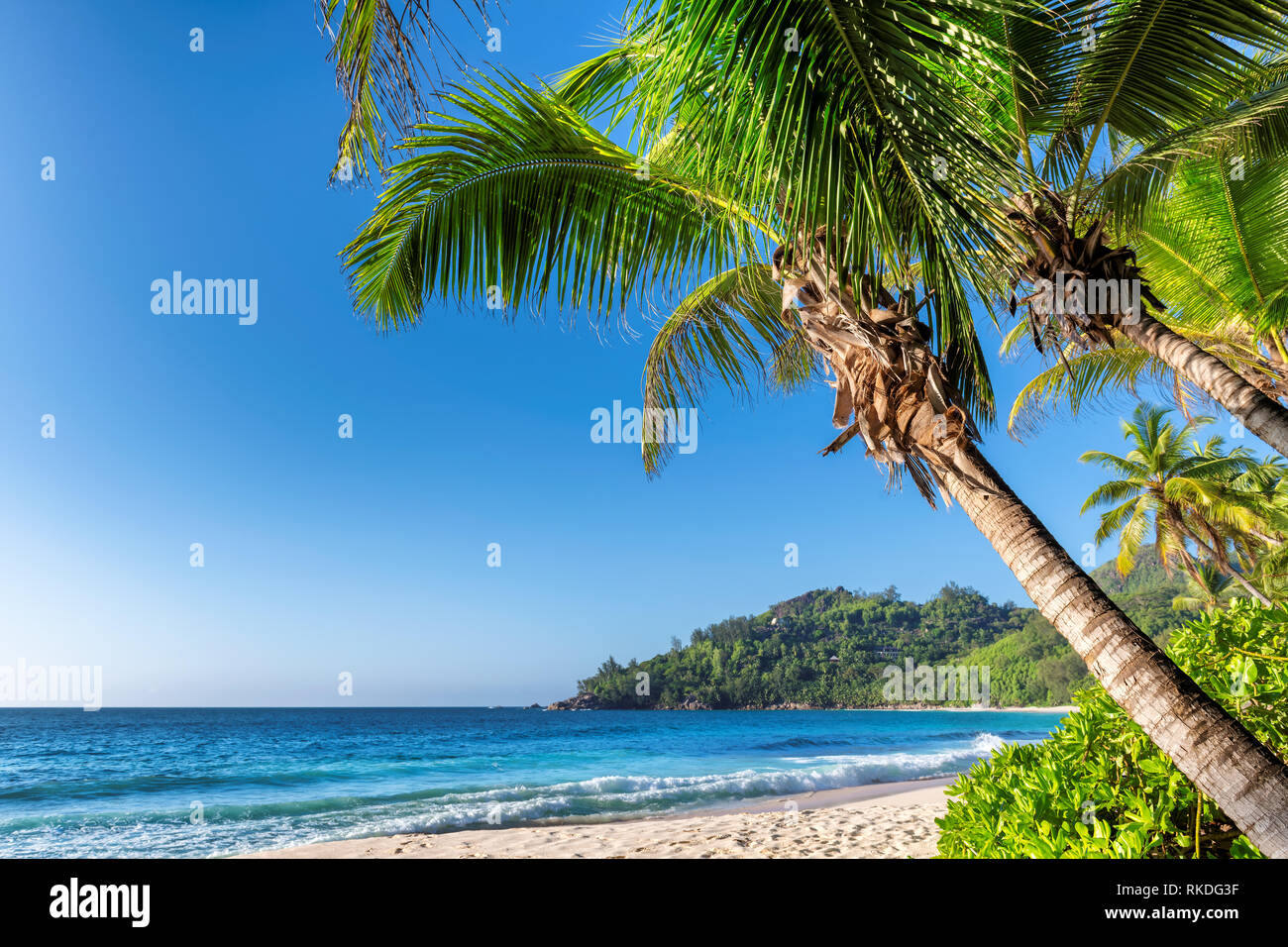 Coconut palm over sandy beach and tropical sea in Jamaica paradise