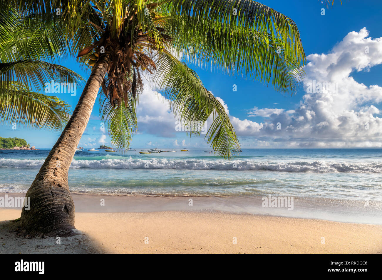 Coco palm on beautiful sandy beach at sunrise in paradise island Stock ...