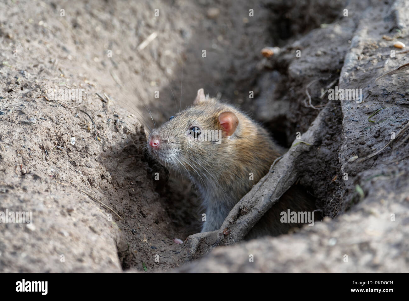 Brown Rat - Rattus norvegicus  Emerging from hole in ground Stock Photo