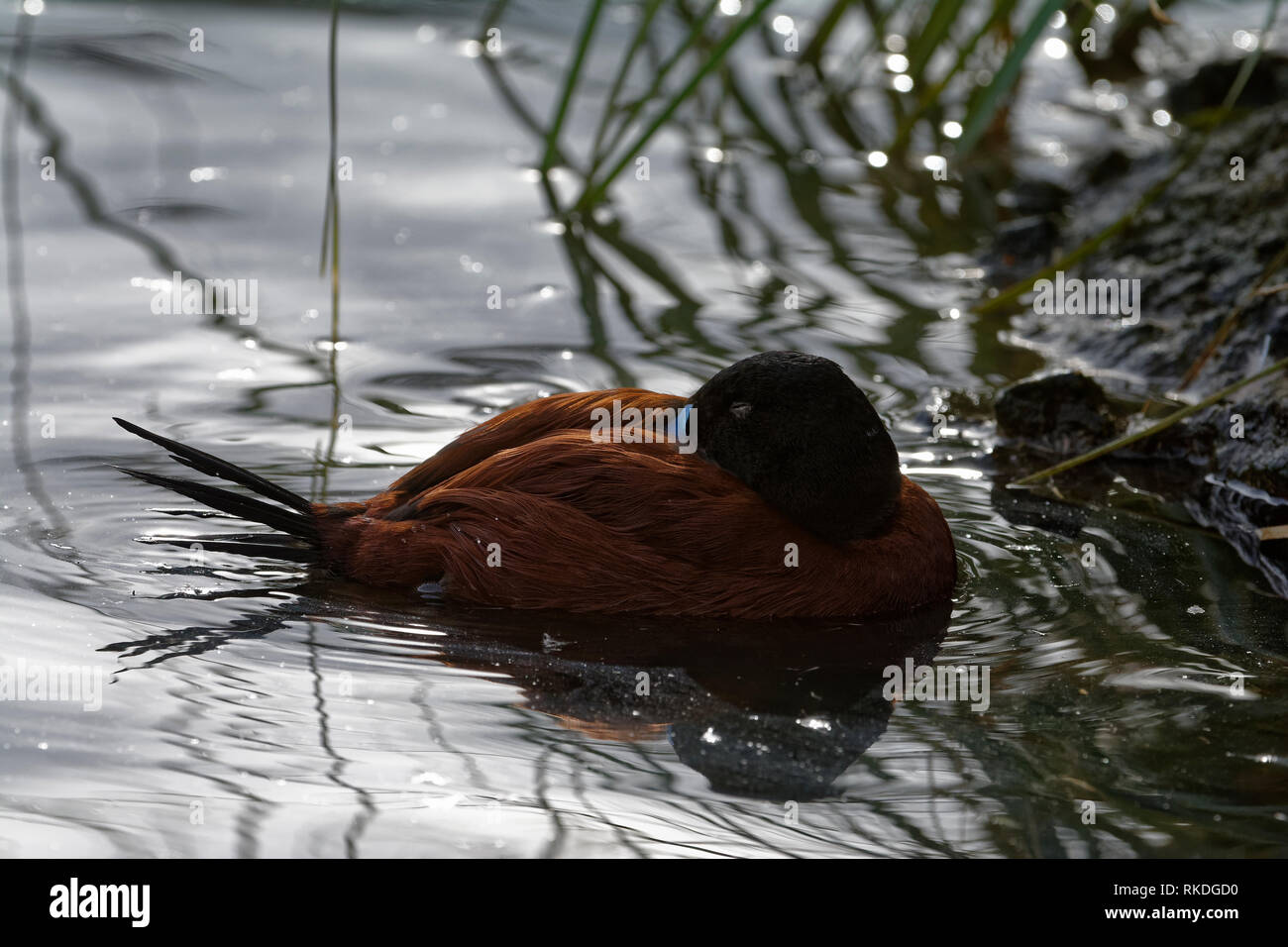 Argentine Ruddy Duck Oxyura vittata Male on water backlite Stock