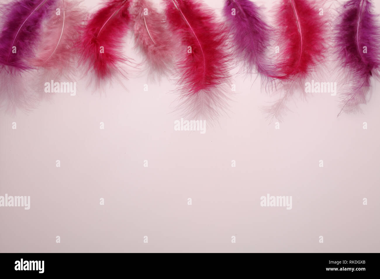 Red colored feathers on top border of pink background for Fastelavn celebration Stock Photo