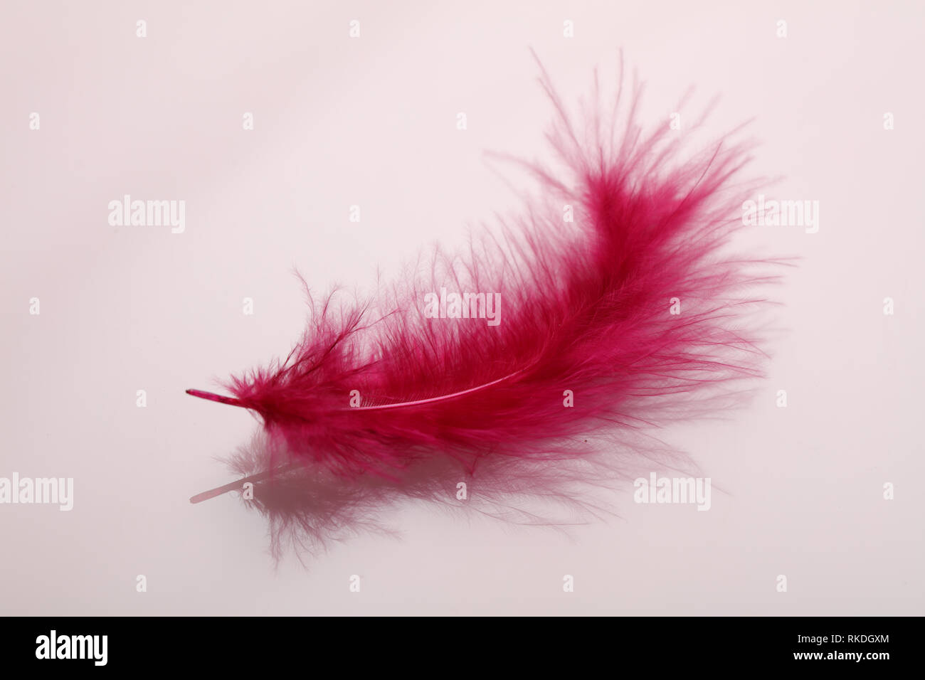 Red colored feather for Fastelavn carnival decorations closeup Stock Photo