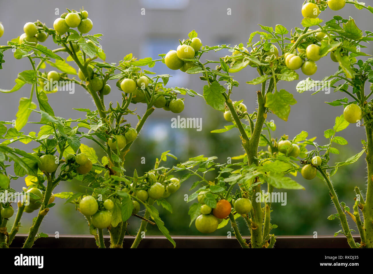 Growing tomatoes on balcony hires stock photography and images Alamy