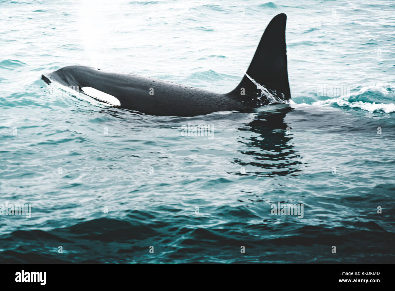 Orca Killer whale near the Iceland mountain coast during winter. Orcinus orca in the water habitat, wildlife scene from nature. Whales in beautiful Stock Photo