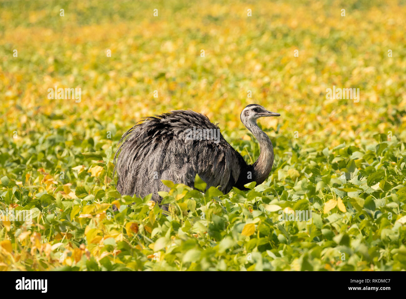 Wildlife photos hi-res stock photography and images - Alamy