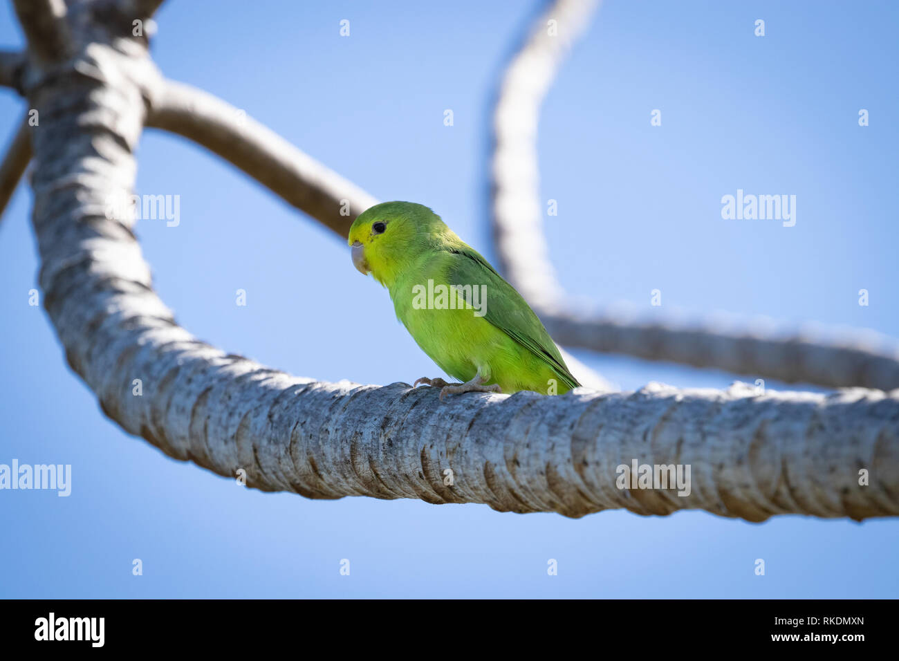 Blue-winged Parrotlet Stock Photo