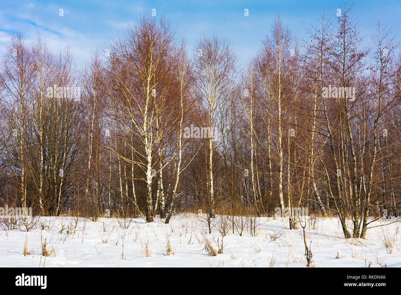 Winter landscape with trees and blue sky Stock Photo