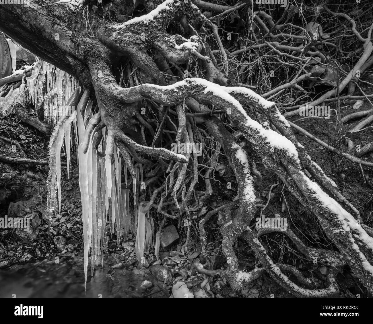 Exposure of roots Black and White Stock Photos & Images - Alamy