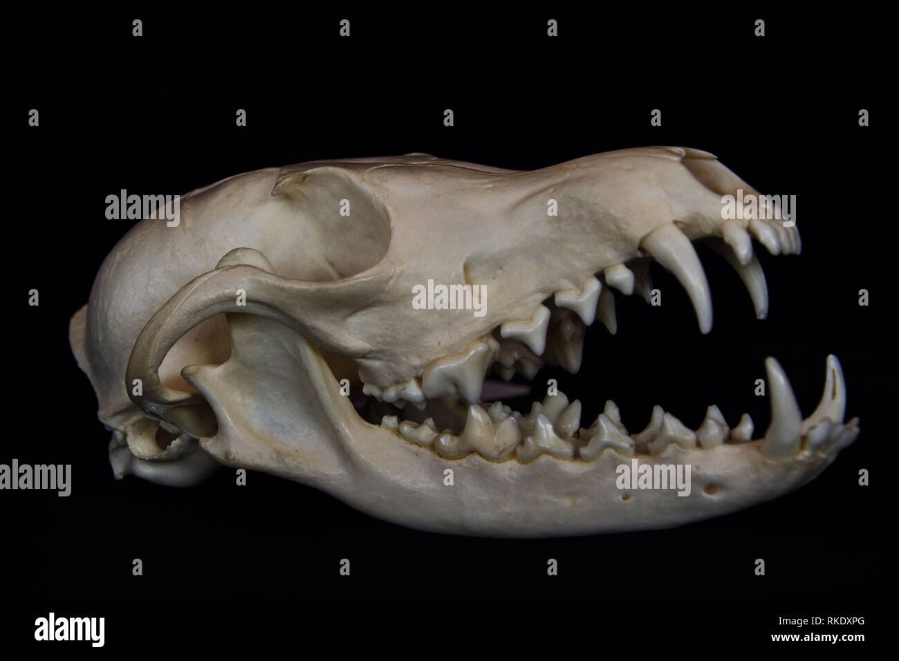 Fox Teeth And Skull Hi Res Stock Photography And Images Alamy