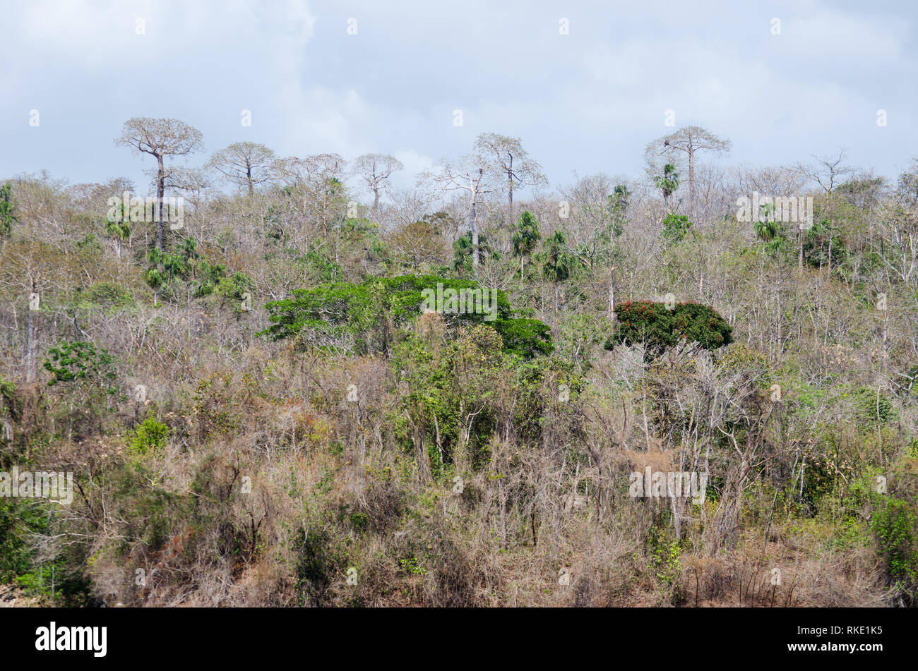 Tropical forest in Guna de Madugandi Reservation. Cavanillesia platanifolia trees are seen in the distance Stock Photo