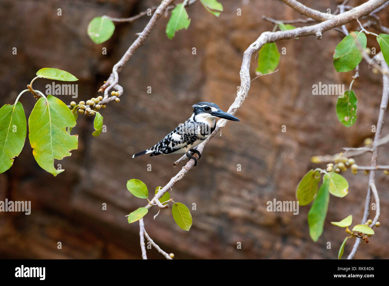 Pied Kingfisher, Ceryle rudis, Ranthambore Tiger Reserve, Rajasthan, India Stock Photo