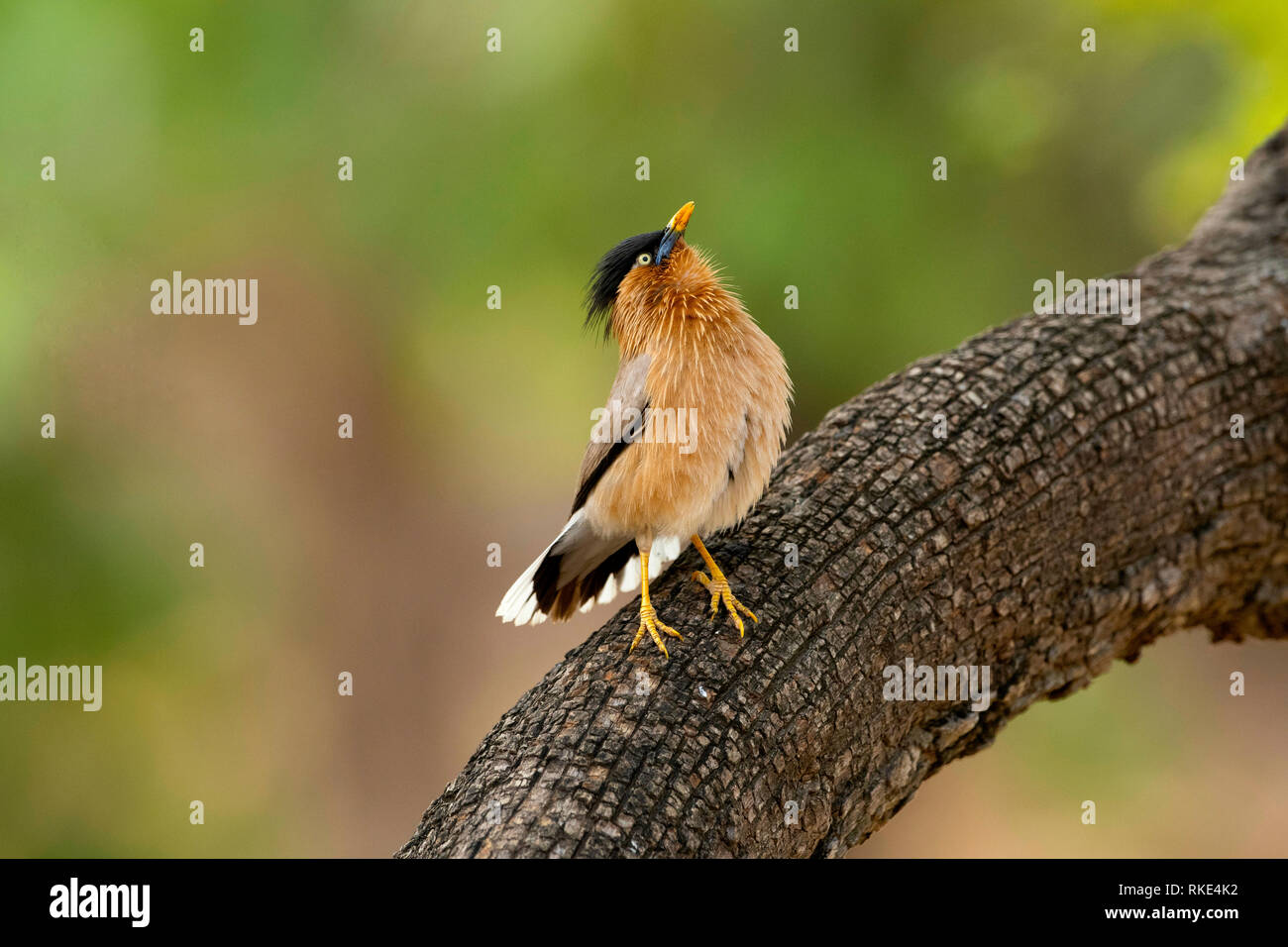 Brahminy starling, Sturnia pagodarum, Ranthambore Tiger Reserve, Rajasthan, India Stock Photo