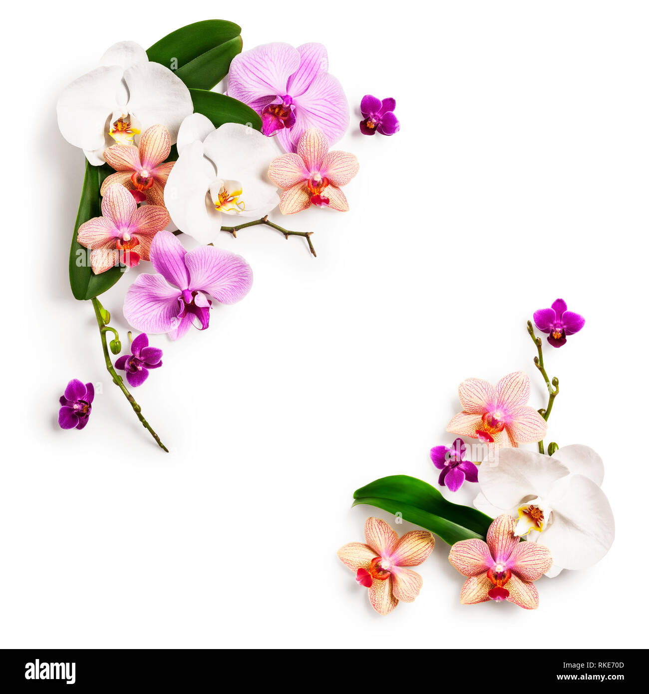 Floral frame. Composition of orchid flowers and leaves isolated on