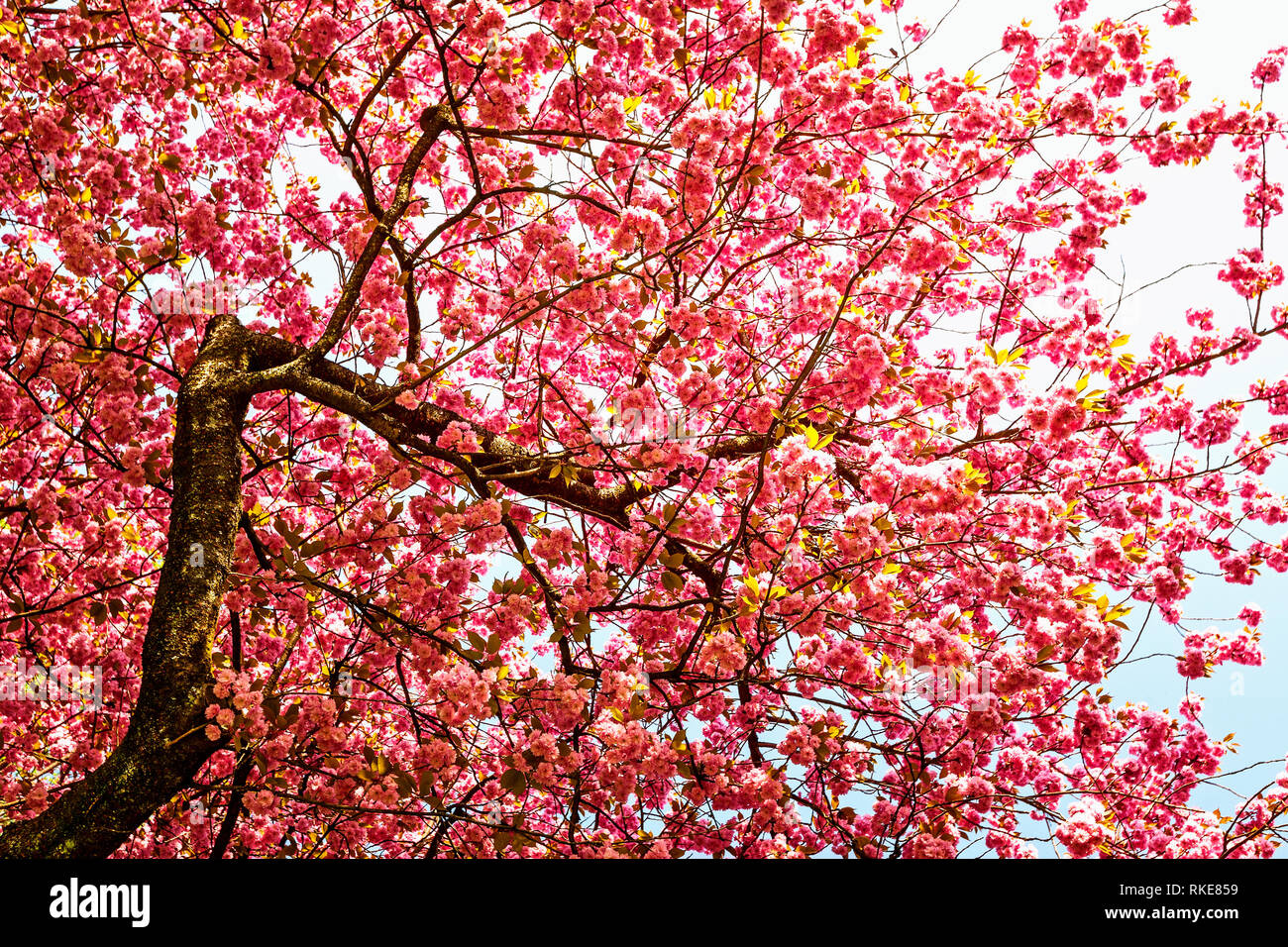 Spring cherry tree in bloom. Sakura pink flowers in springtime ...