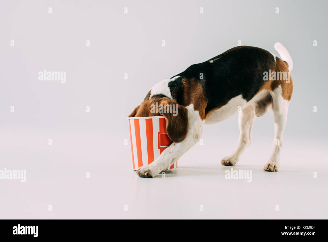 beagle dog eating popcorn from box on grey background Stock Photo Alamy