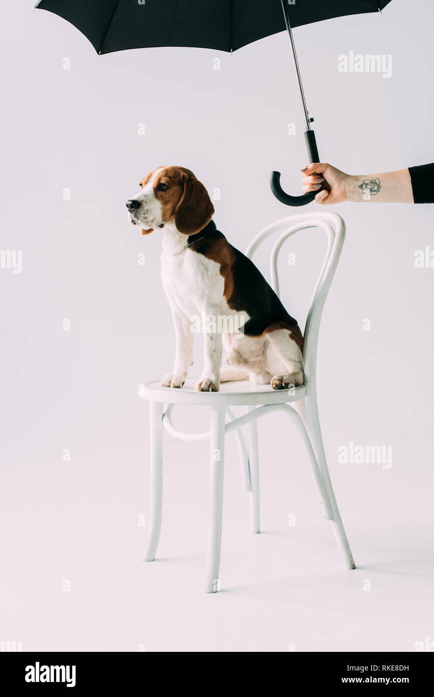 Dog holding umbrella cheap