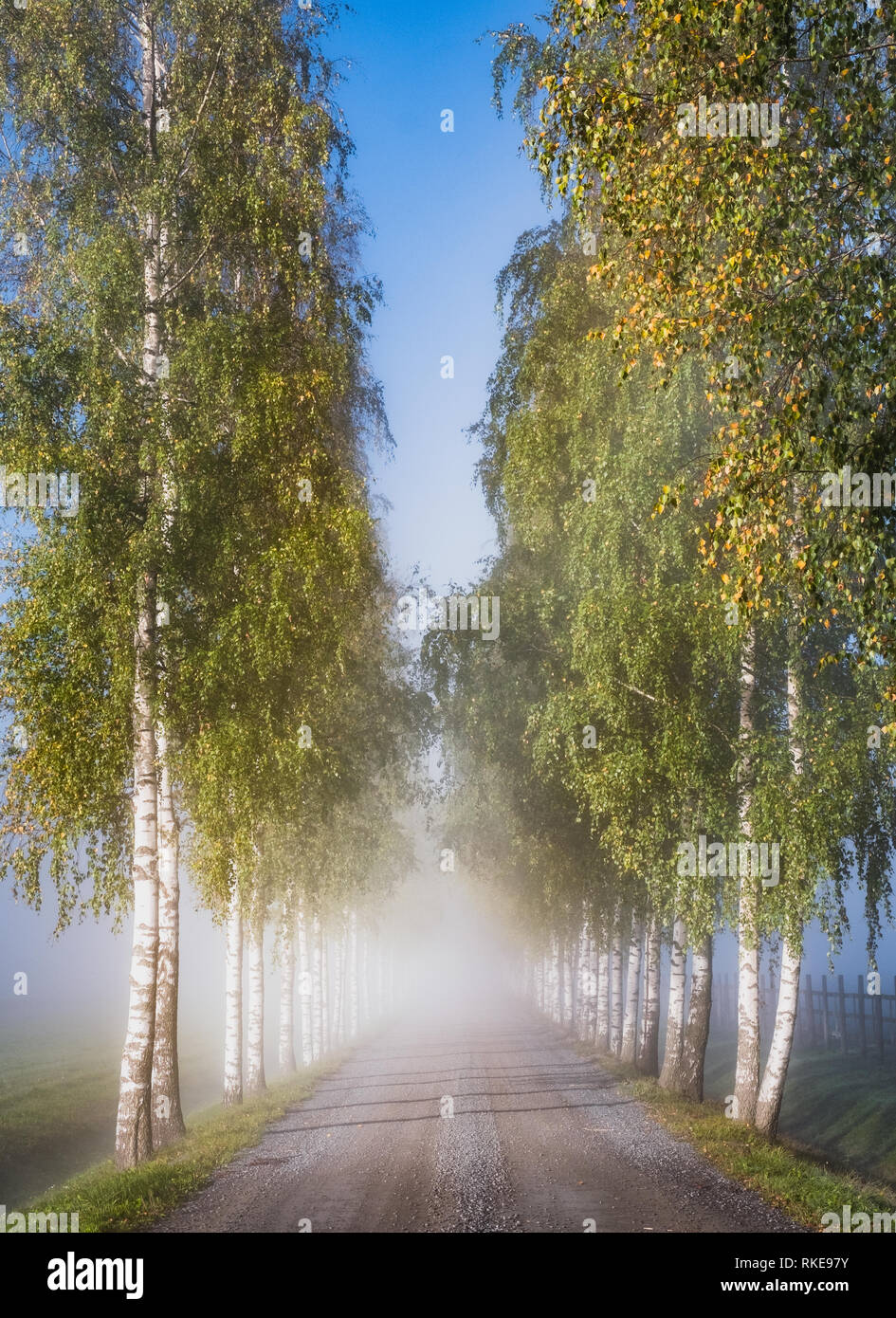 Scenic autumn landscape with road, birches and morning light in Finland Stock Photo