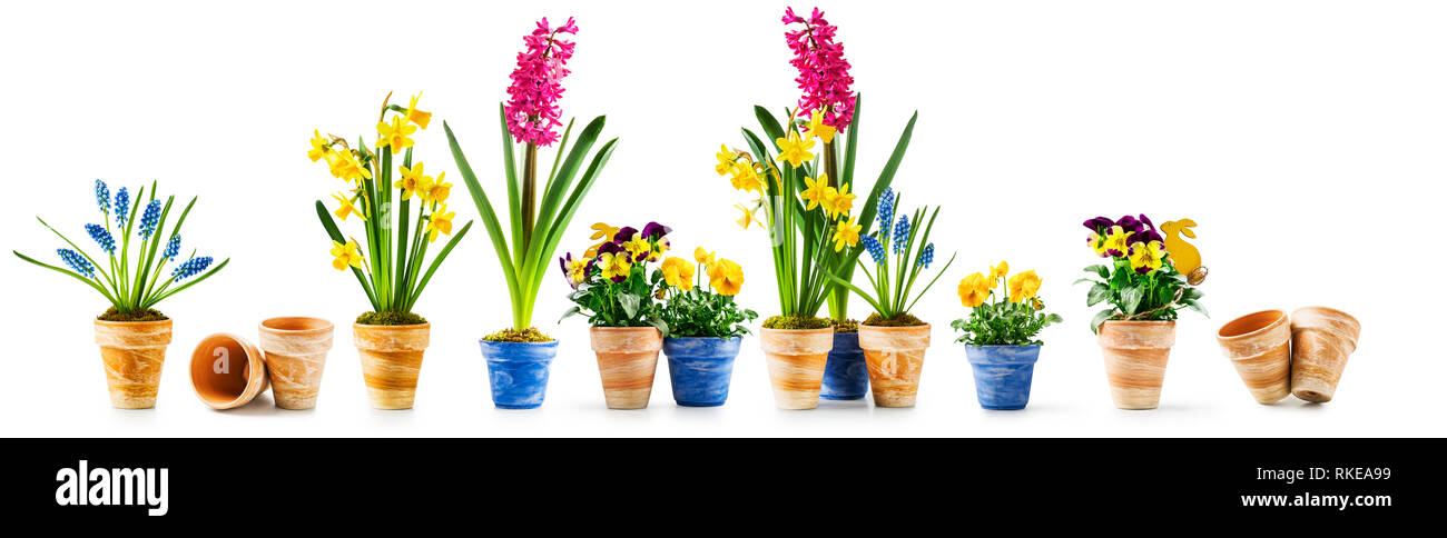 Spring flowers, flowerpot with pansy, daffodil, hyacinth, muscari and easter bunny collection isolated on white background. Design elements banner and Stock Photo