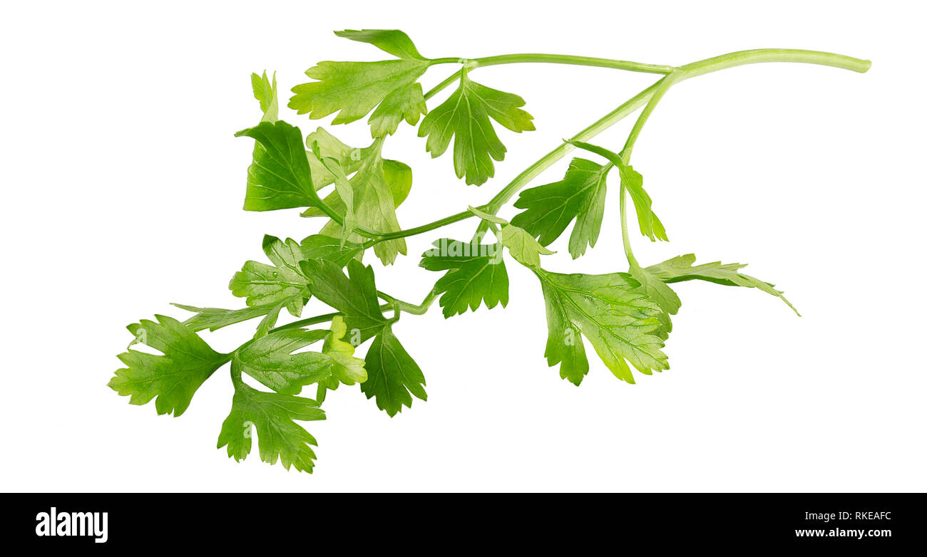 Fresh parsley leaves isolated on white background Stock Photo - Alamy