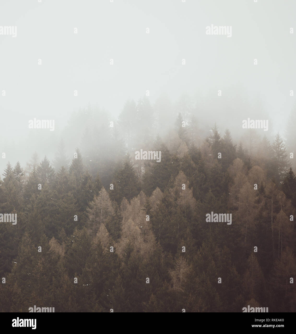 Squared tops hi-res stock photography and images - Alamy