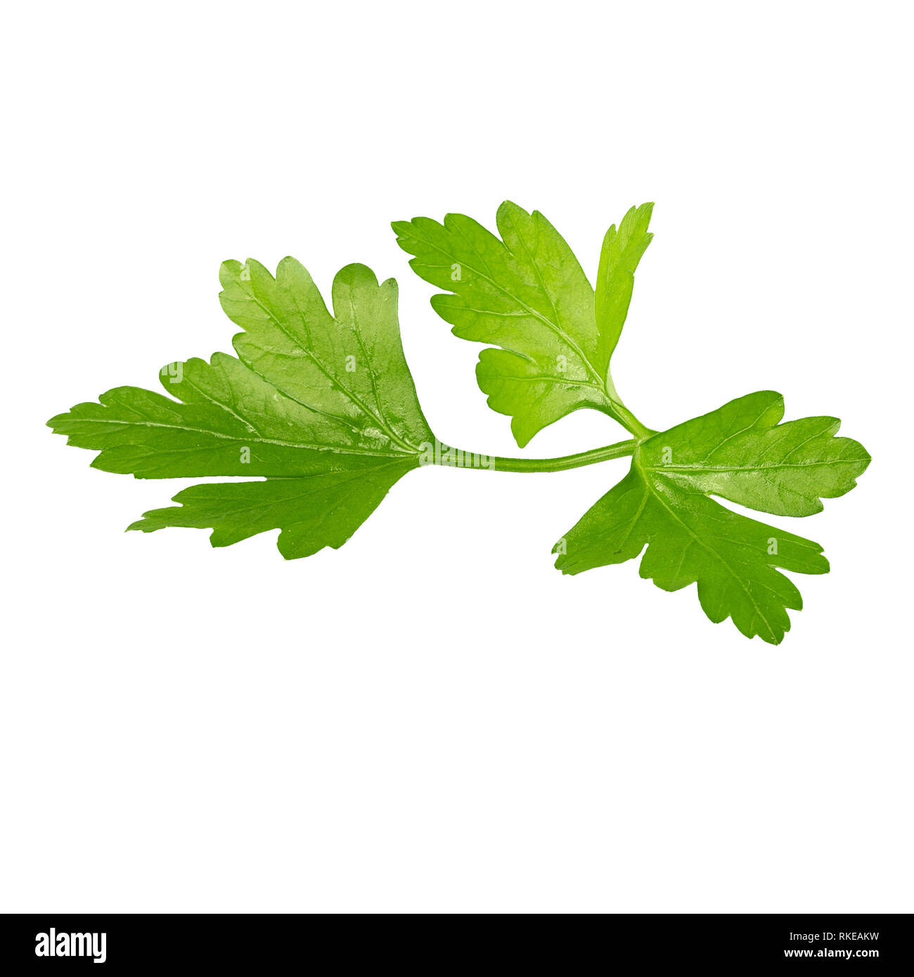 Fresh parsley leaves isolated on white background Stock Photo - Alamy