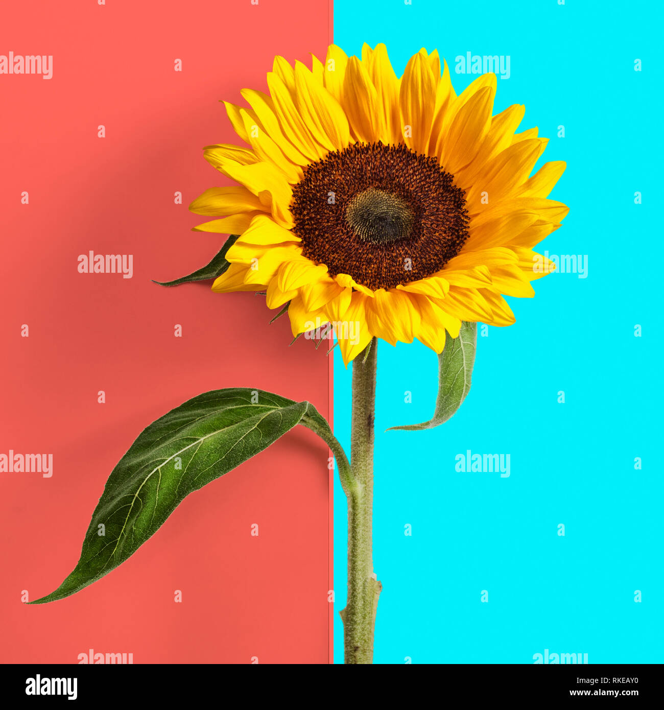 Sunflower with leaves and stem on abstract double coral blue color ...