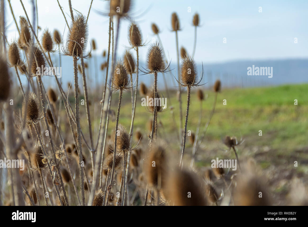 sere teasel plants at autumn time Stock Photo