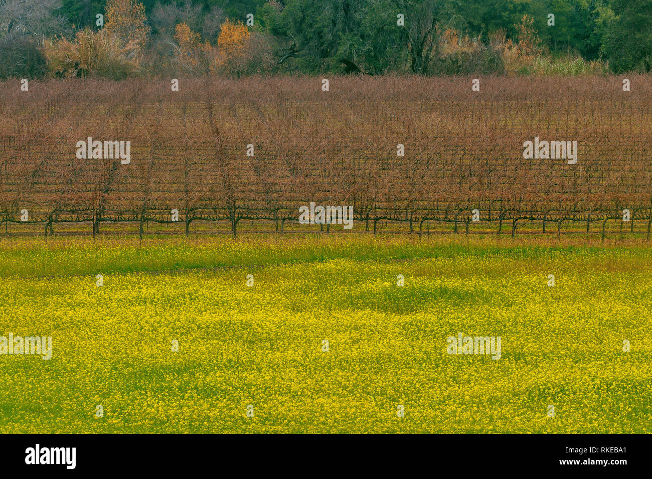 Winter Vineyard, Mustard, Healdsburg, Sonoma County, California Stock