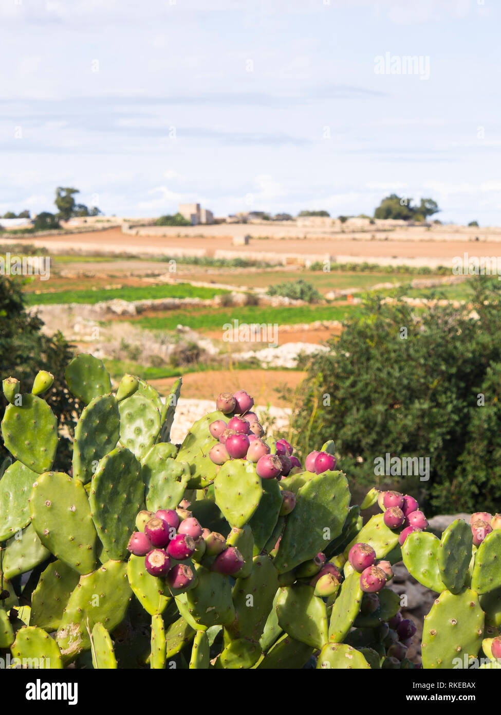 Prickly pear cactus plant malta hires stock photography and images Alamy