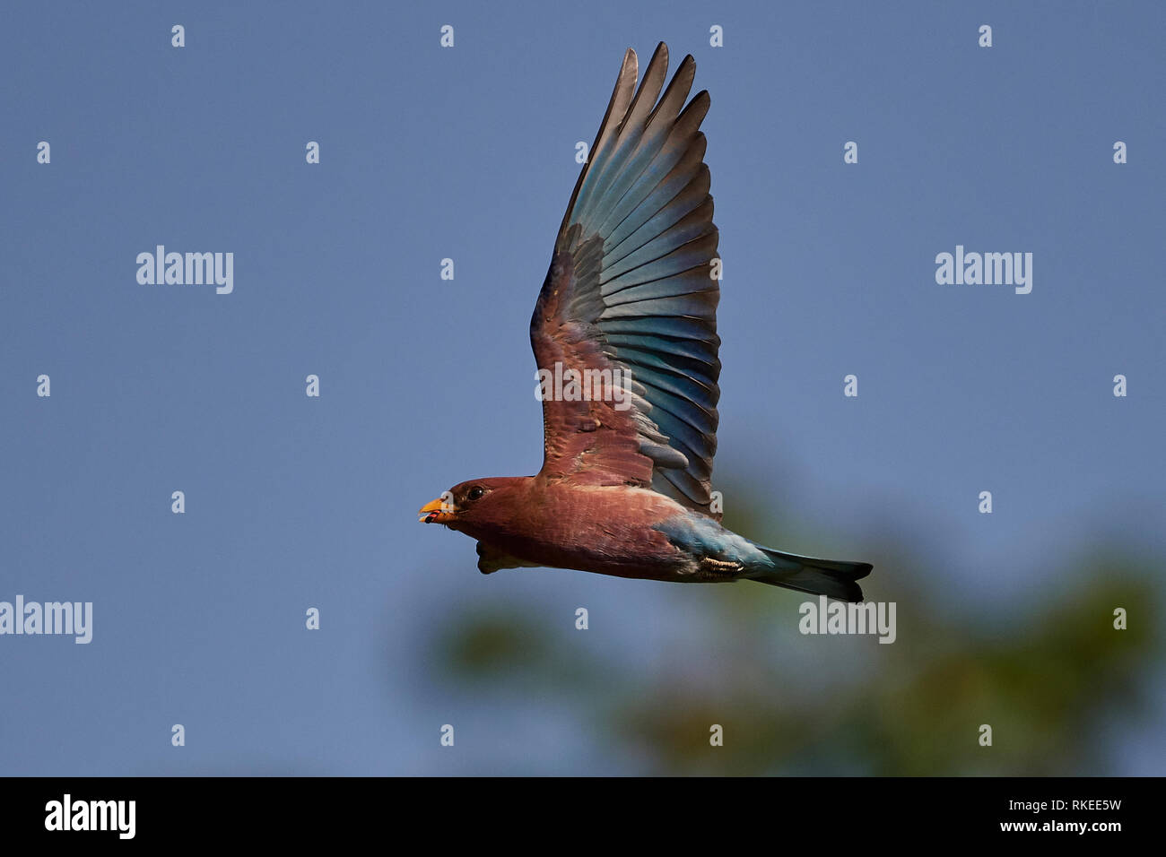 Broadbilled roller in its natural habitat in Gambia Stock Photo Alamy