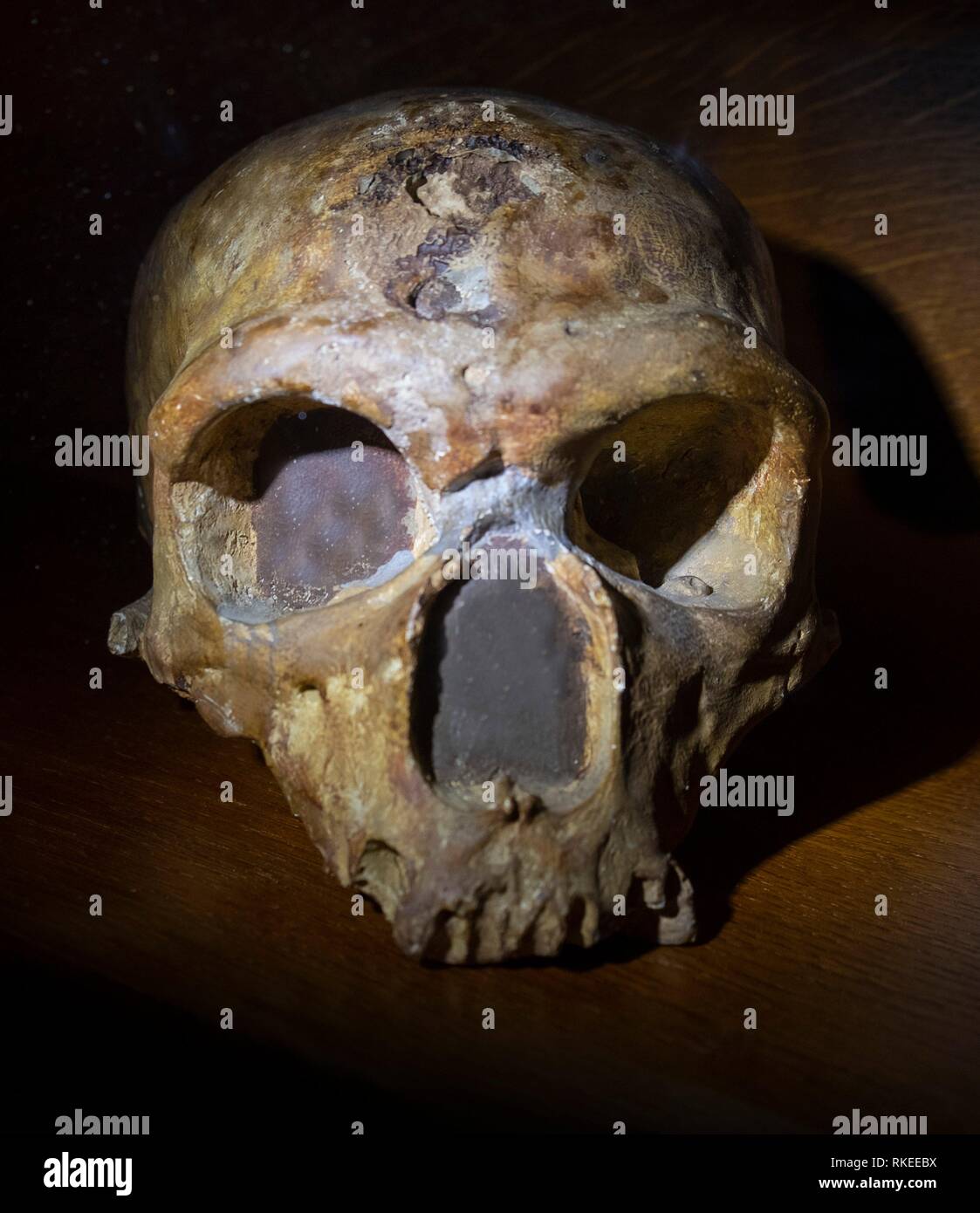 France, Occitanie, Haute Garonne, ''Homo Sapiens Neanderthalensis''.45 years old. ''La Chapelle aux Saintes, Correze). Stock Photo