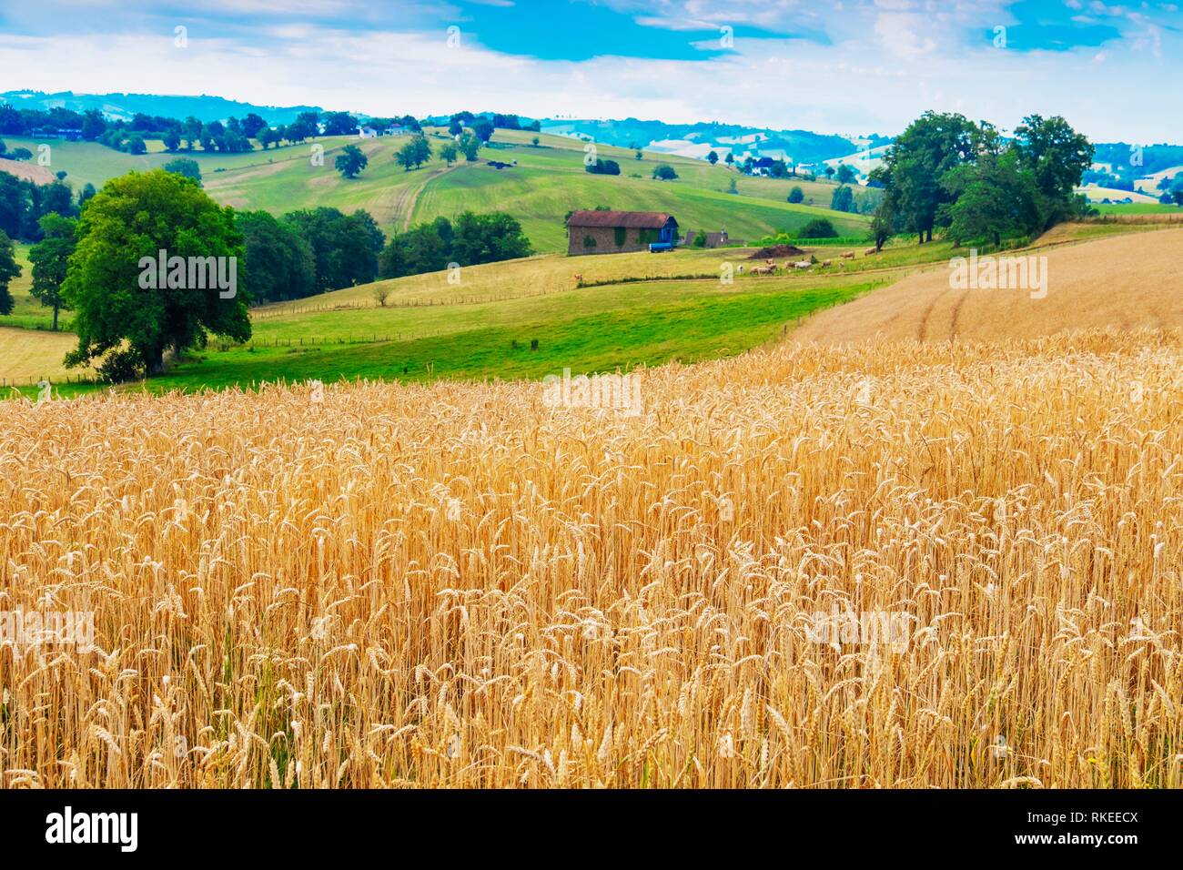 France, Auvergne, Cantal, summer landscape by Saint Constant. Stock Photo