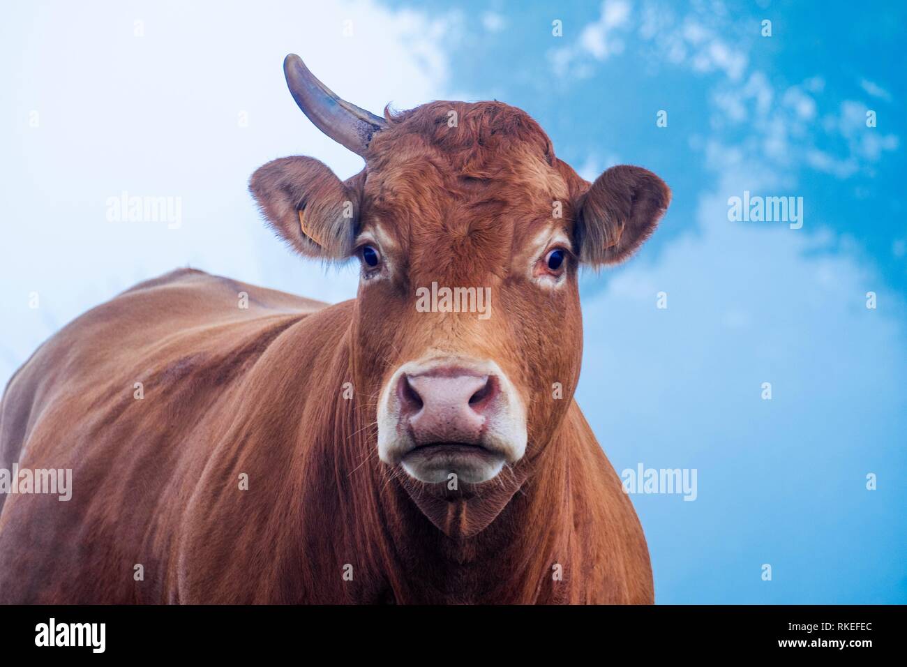 France, Auvergne, Cantal, cow MISSING A HORN, in aurumn, near Marcoles. Stock Photo