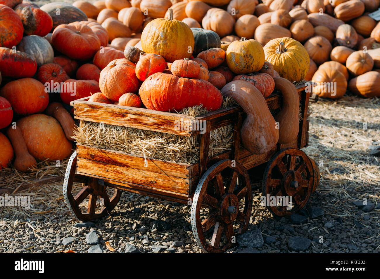 Photo of beautiful pumpkins at outdoor farmer local market in sunny ...