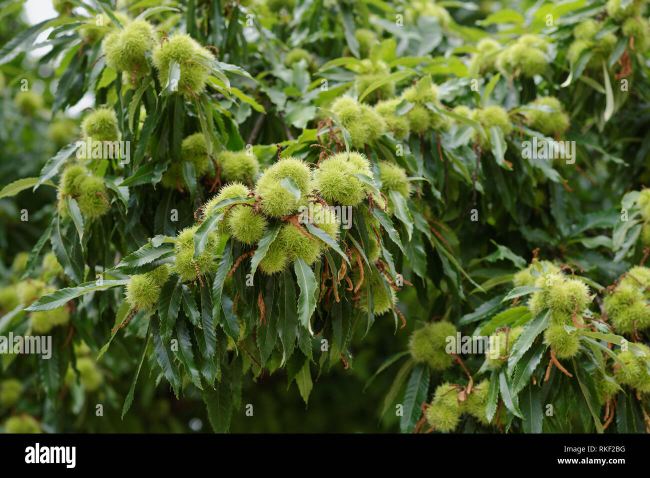 Sweet chestnut tree with fruits closeup Stock Photo