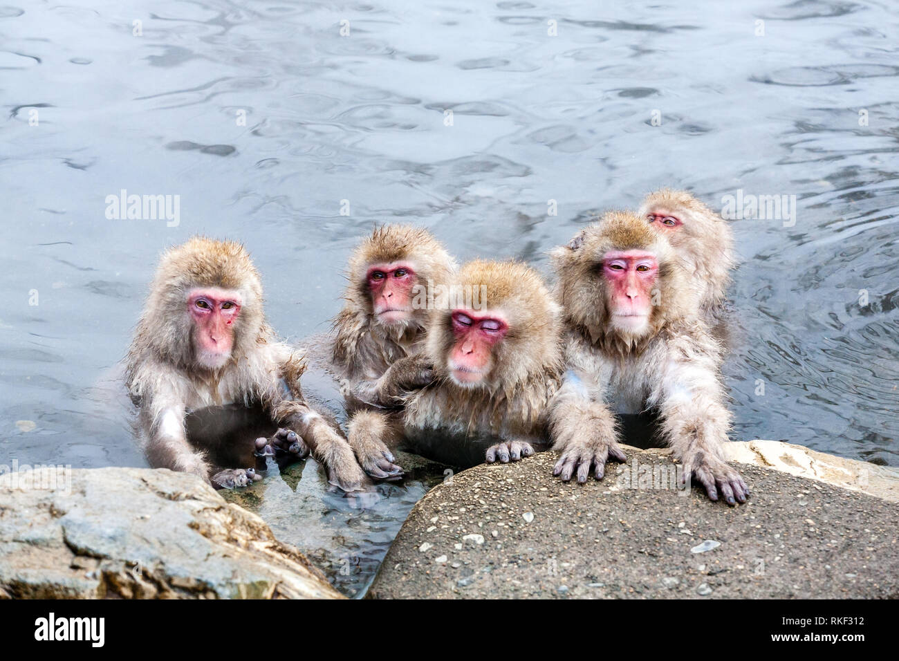 Group of cute japanese snow monkeys sitting in a hot spring. Nagano Prefecture, Japan. Stock Photo