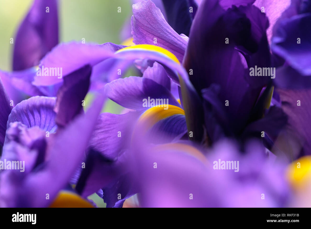 Purple delicate iris flowers. Selective focus. Soft, gentle, airy, elegant artistic image. Stock Photo