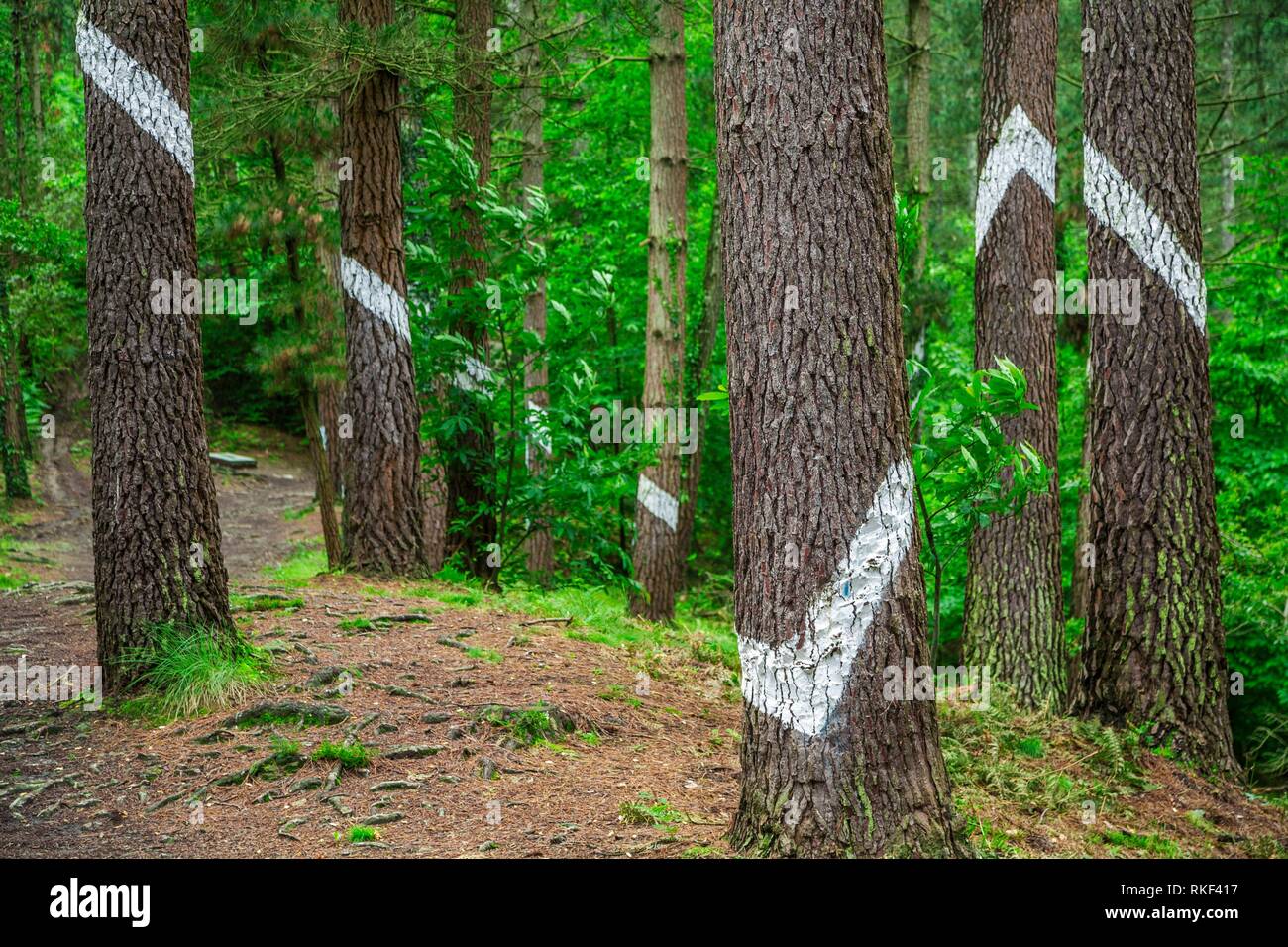 Oma Forest. Forest painted by Agustin Ibarrola. Oma Valley. Kortezubi. Urdaibai Region. Bizkaia. Basque Country. Spain. Stock Photo
