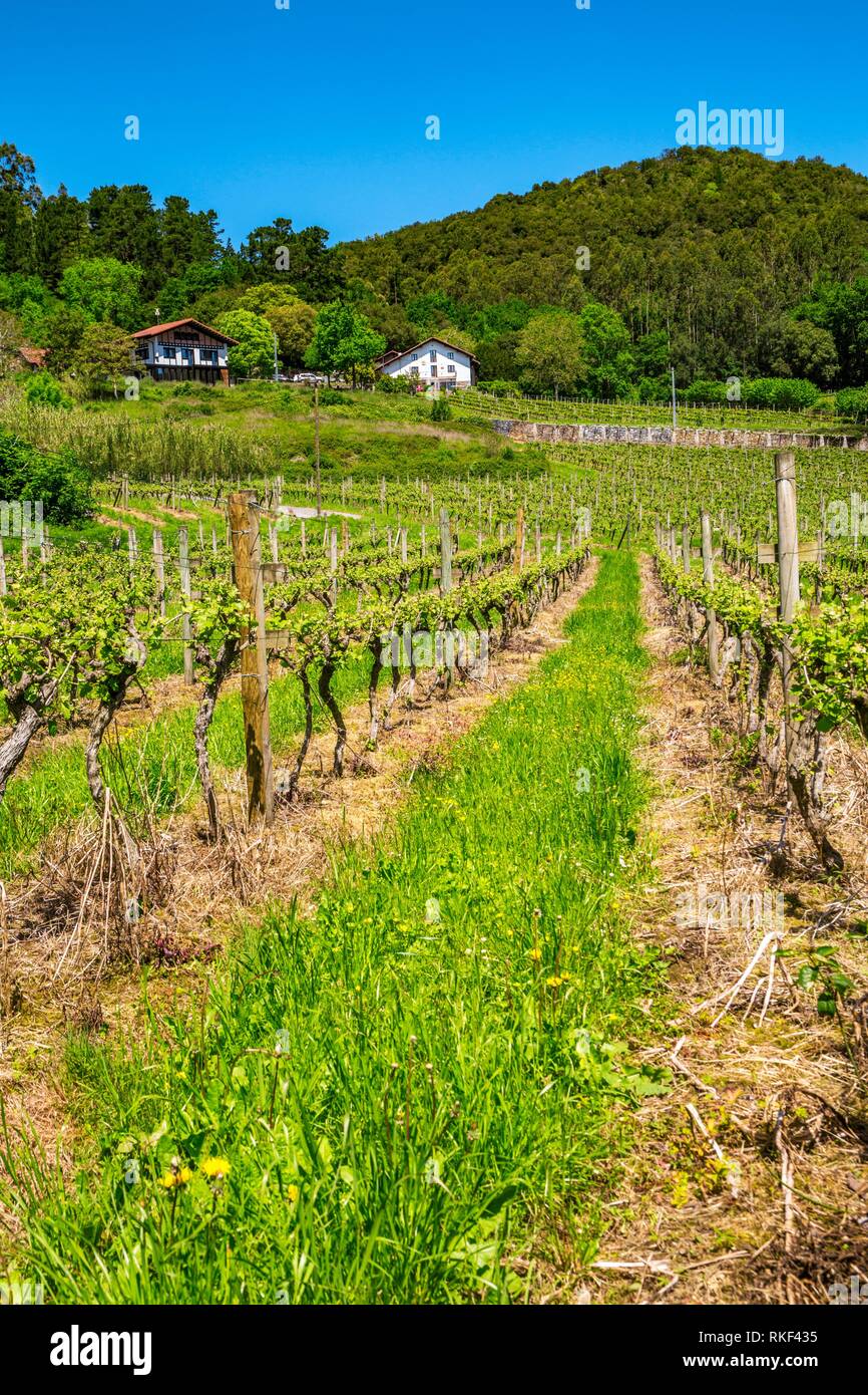 Amunategi Wine Cellar of txakoli. Busturia. Urdaibai biosphere reserve. Urdaibai Region. Bizkaia. Basque Country. Spain. Stock Photo