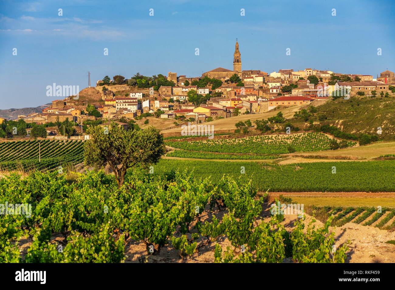 Vineyards. Briones village. La Rioja. Spain Stock Photo