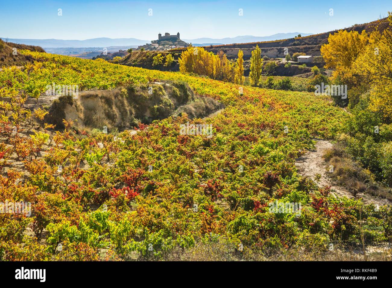 Vineyards in Autumn. In the background, San Vicente de la Sonsierra village. La Rioja. Spain Stock Photo