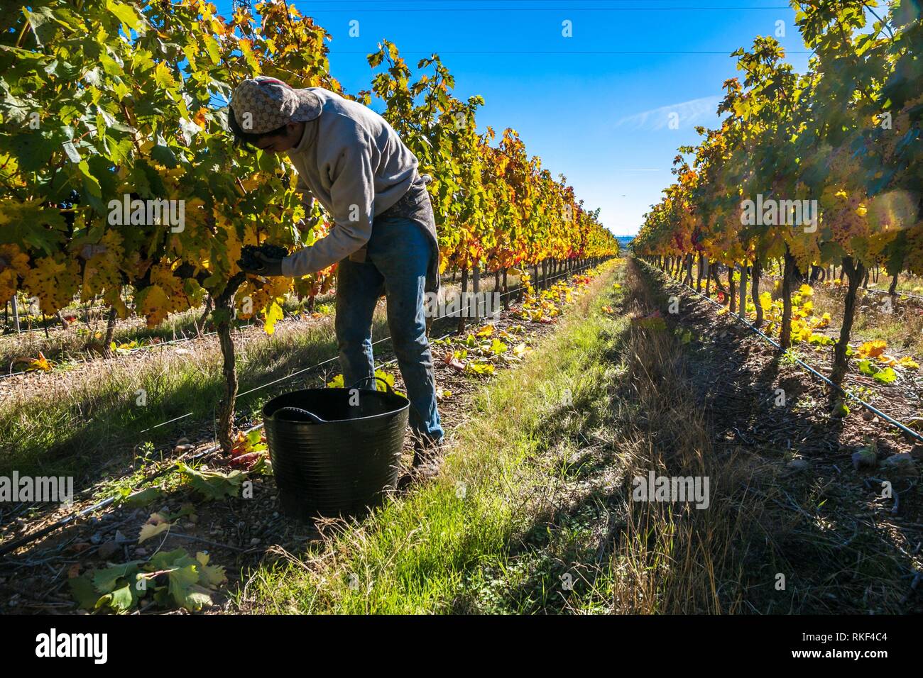 Grape harvest High Resolution Stock Photography and Images Alamy