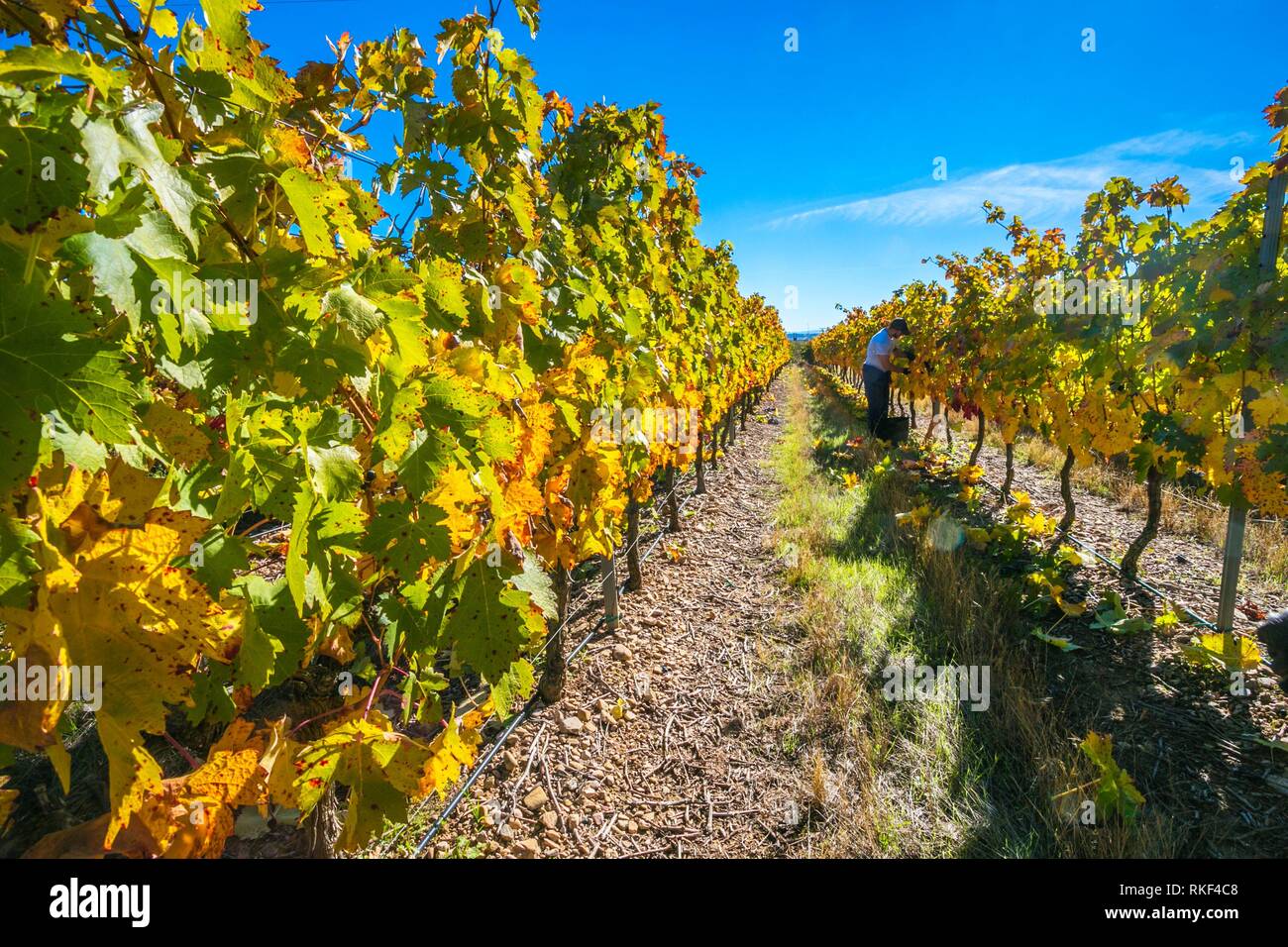 Grape harvest High Resolution Stock Photography and Images Alamy