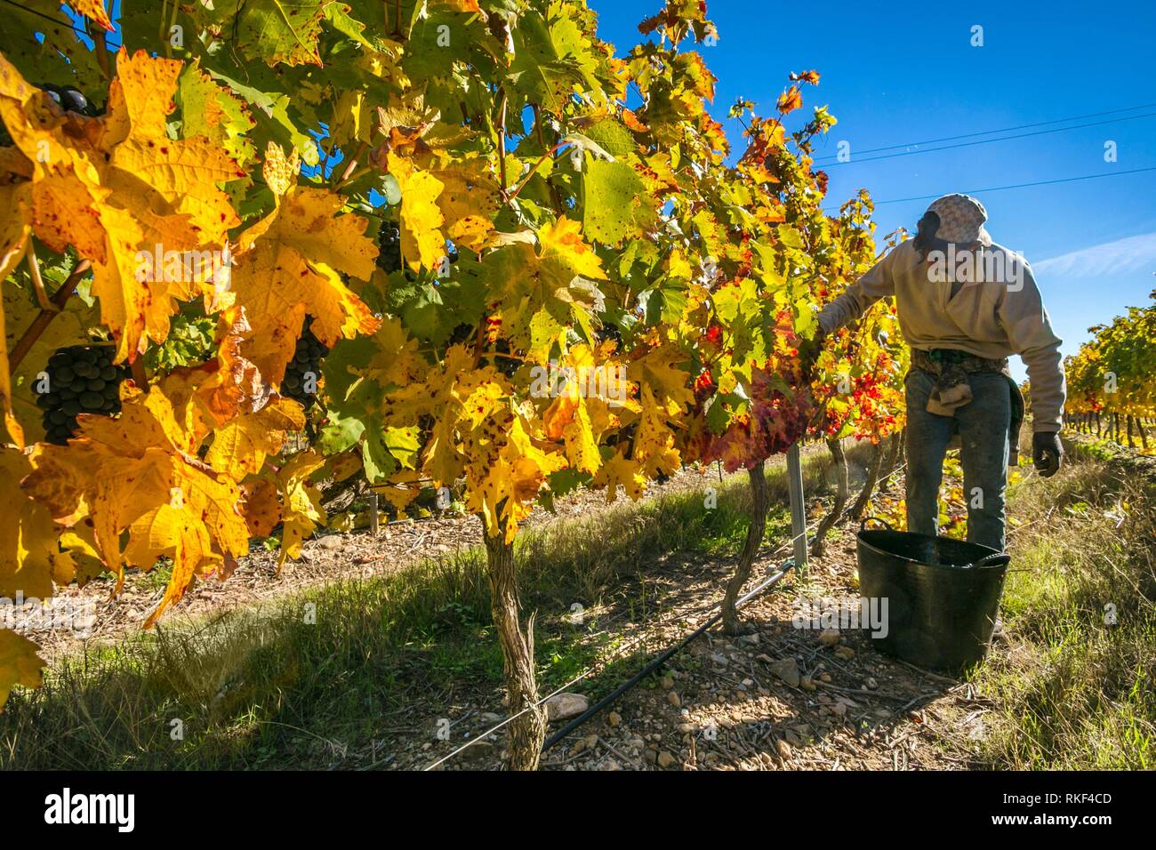 Grape harvest in the vineyards of Gomez Cruzado Wine Cellars. Haro. La Rioja. Spain Stock Photo